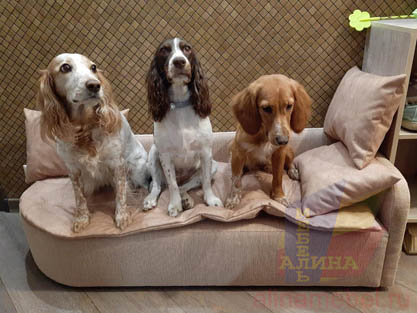 Радиусный диван на заказ для домашних питомцев Радиусный диван на заказ для домашних питомцев